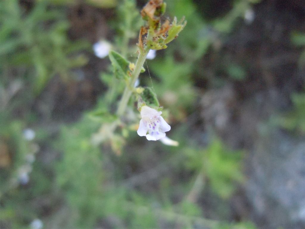 Calamintha nepeta